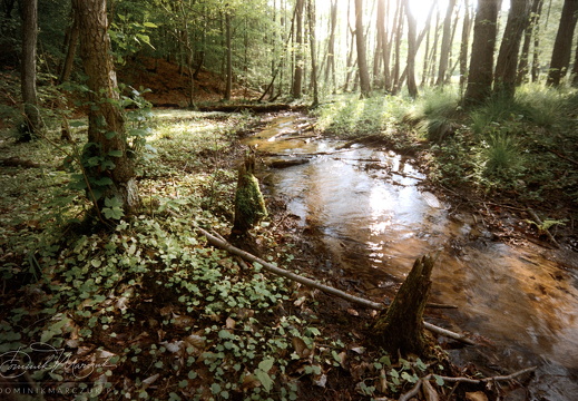 Where Błudnik Leads