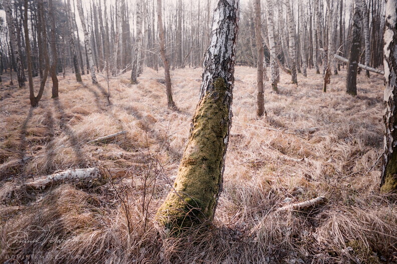 FLICKR-Roll-45-Frame-22.jpg