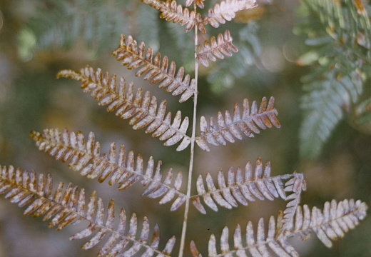 Bracken Senescence