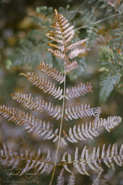 Roll-18-Frame-17.jpg