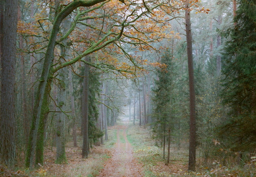 Autumnal Convergence