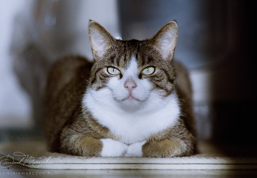 Guardian of the Litter Box