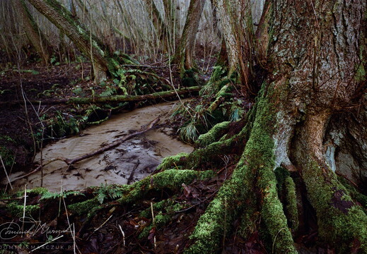 Stream of Unconsciousness