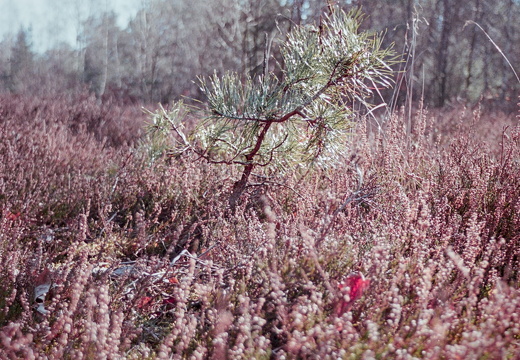 FLICKR-Roll-39-Frame-24