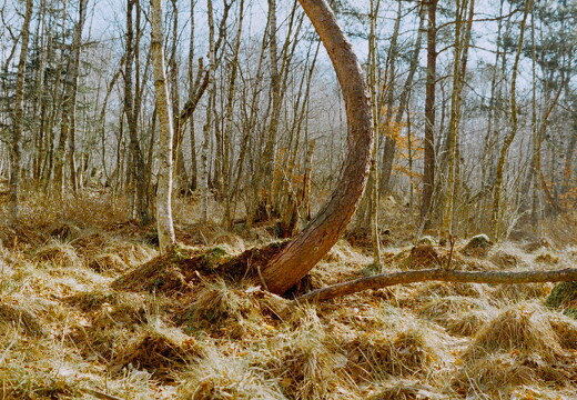 Where the Trees Dance