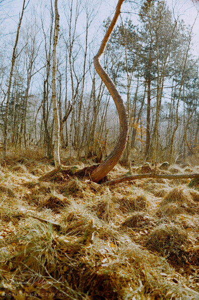 FLICKR-Roll-41-Frame-25.jpg