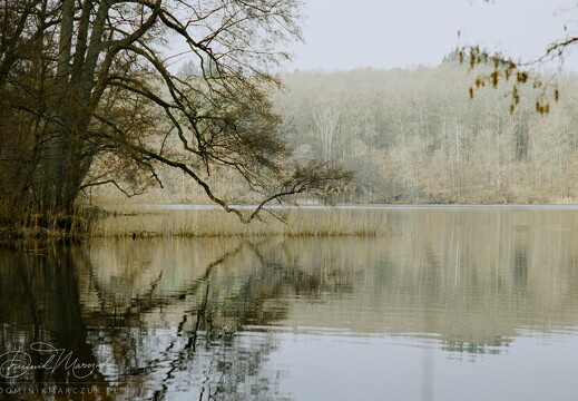 Reed Between the Lines