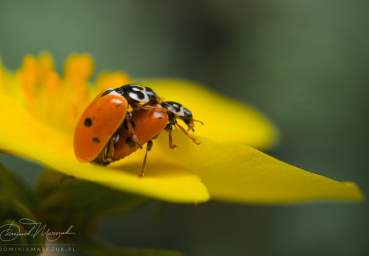 Macro Photography
