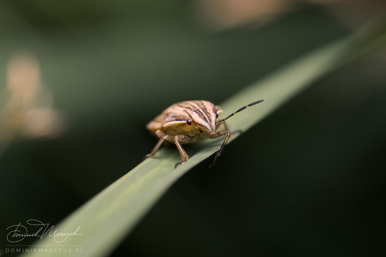 FLICKR-NZ7_8958.jpg