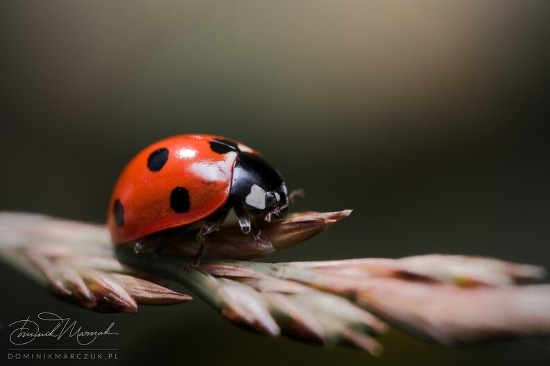 FLICKR-NZ7_6834.jpg
