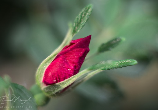 Seaside Rose Bud