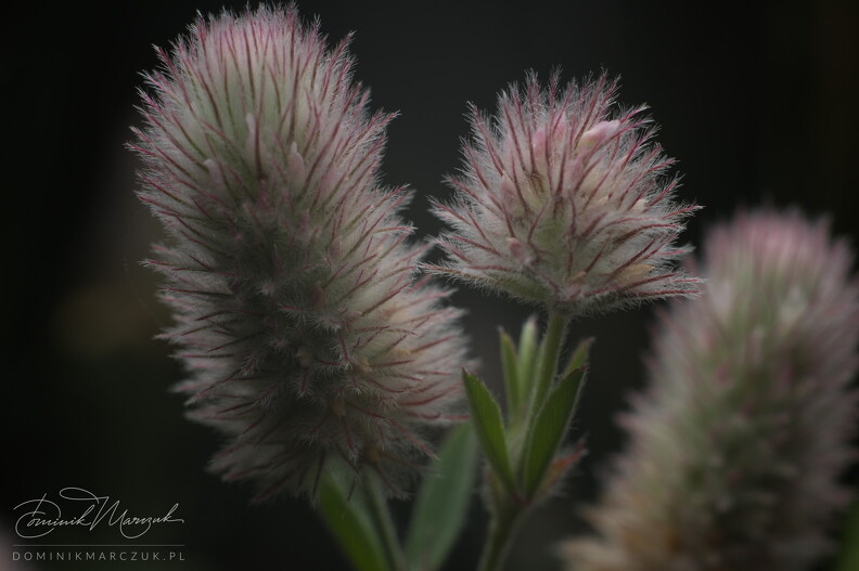 FLICKR-Z50_7017.jpg