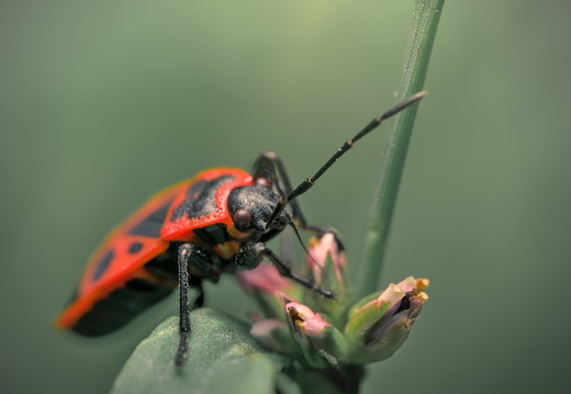 The Unexpected Guest