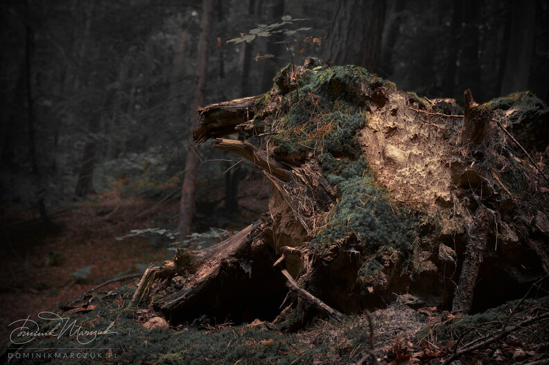FLICKR-NZ7_2385.jpg