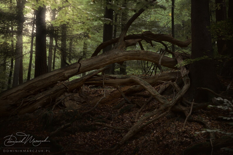 FLICKR-NZ7_2861.jpg