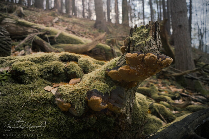 FLICKR-NZ7_4650.jpg
