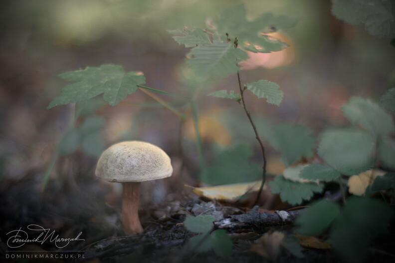 FLICKR-NZ7_2478.jpg