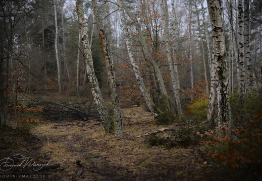 Where Whispers Linger