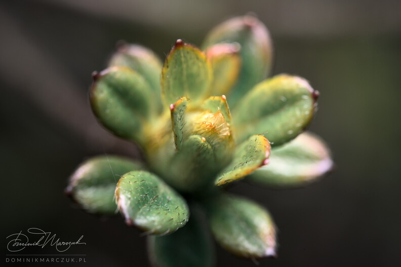 FLICKR-NZ7_1059.jpg