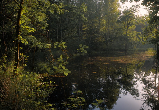 Mirror, Mirror on the Swamp