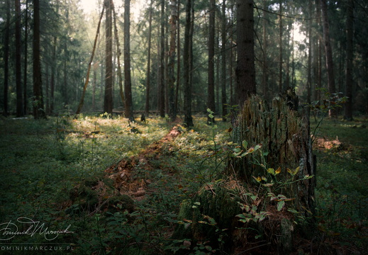 Devana's Hunting Grounds