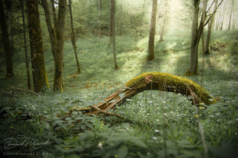 FLICKR-NZ7_5604.jpg