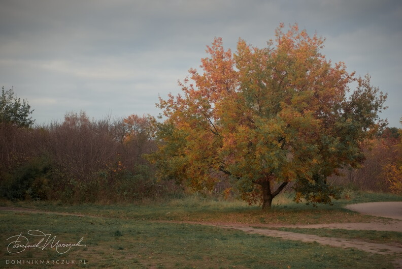 FLICKR-ZV103258.jpg