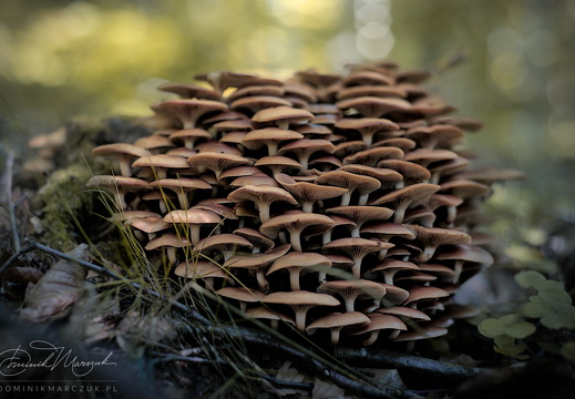 Fungal Choir