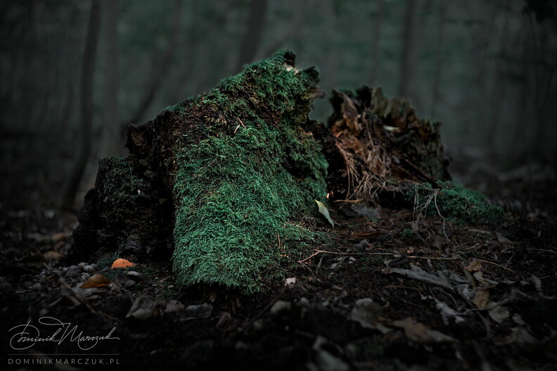FLICKR-NZ7_2564.jpg