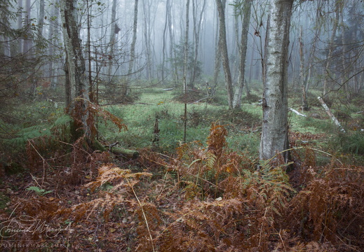 From Emerald to Copper