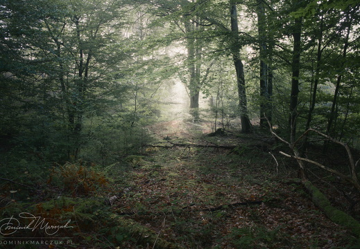 Go Towards the Light