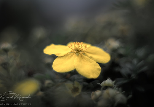 Reaching Out for the Sun