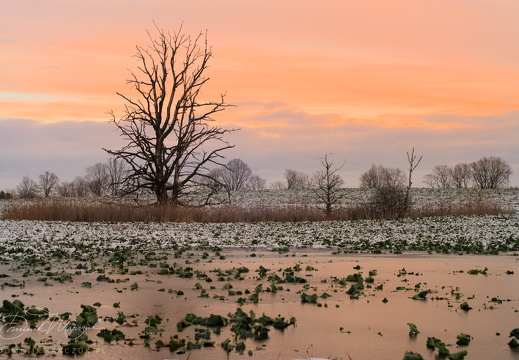 As Winter Recedes II