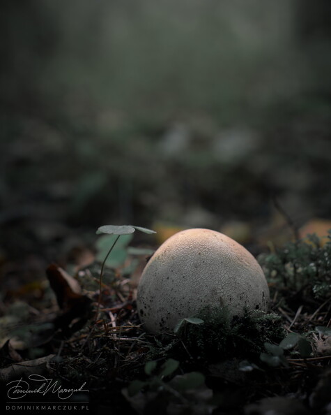 FLICKR-NZ7_2686 f4.jpg