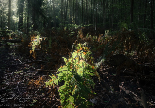 As Summer Fades Away