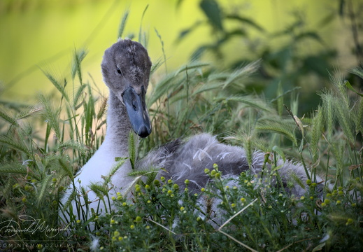 Baby Swan