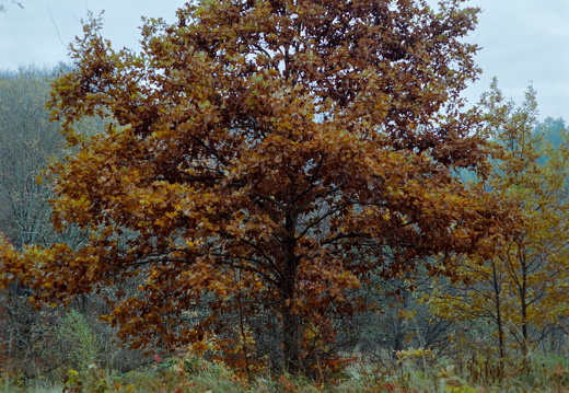 Old Year's Resolution