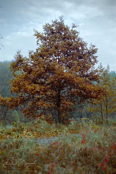 FLICKR-Roll-103-Frame-30.jpg