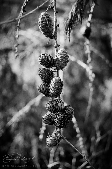 FLICKR-Roll-101-Frame-33.jpg