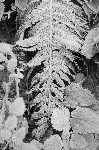 FLICKR-Roll-105-Frame-33.jpg