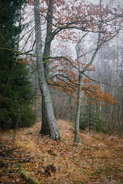 FLICKR-Roll-104-Frame-21.jpg