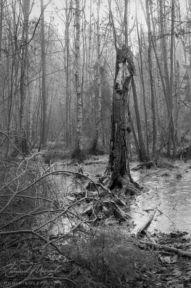 FLICKR-Roll-110-Frame-07.jpg