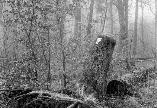 Hanged and Quartered