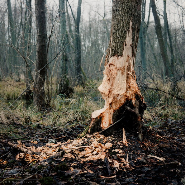 FLICKR-Roll-115-Frame-11.jpg