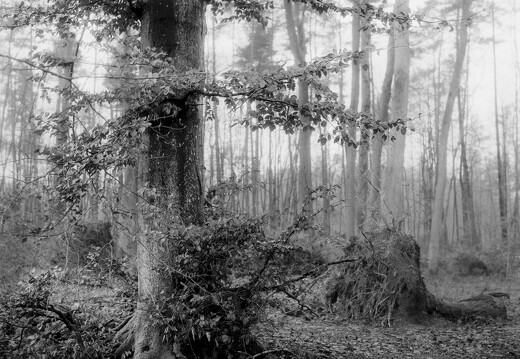 Victorious among the Fallen