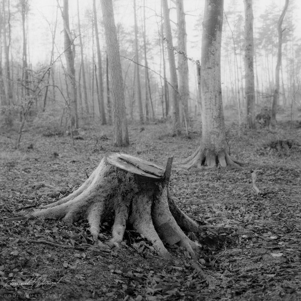 FLICKR-Roll-113-Frame-07.jpg
